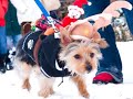 2008 Reindog Parade