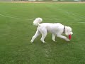 early fall fun with Marco and Lacey
