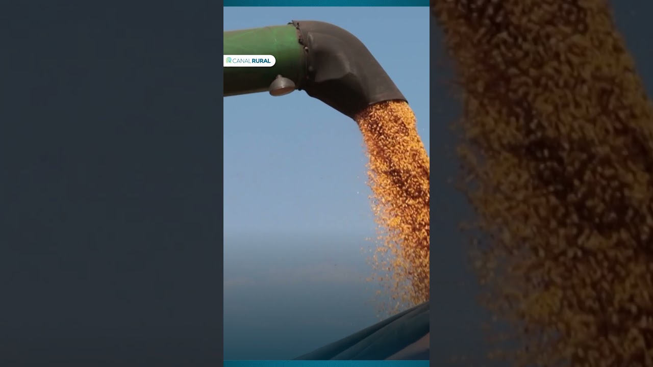 Safra de maçã 24/25 deve crescer 10% no Brasil