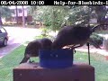 Baby Bluebird learning to eat mealworms