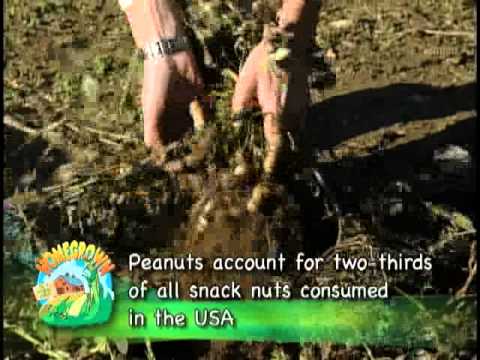 how to harvest peanuts