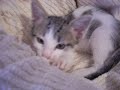 gatto ciuccia coperte paperissima gatti