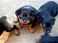 Rottweiler Filhotes Cuiab�