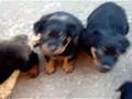 Rottweiler Filhotes Cuiab�