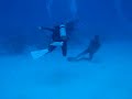 Zamami diving 4 - deep Zamami diving 4 - deep