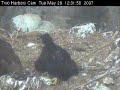 Curious Eaglet~~Two Harbors