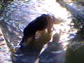 Max... German Shepherd Swimming