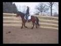 Ledgend - 6 year old Moriesian Gelding