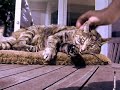Real Live Talking Cat #6 - The TRUTH About Chessie