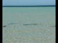 Dave and Amy Watch the Sharks