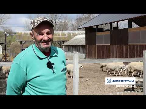НА ИМАЊУ У ЛИПОВЦУ, СЕЛУ НАДОМАК ГОРЊЕГ МИЛАНОВЦА, ПОРОДИЦА МИЛУТИНОВИЋ ИМА ФАРМУ ОД ОКО 200 ОВАЦА И ЈАГЊАДИ СЈЕНИЧКЕ ПРАМЕНКЕ