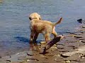 golden retreiver sam