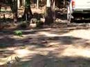 Koh Chang Joungle V Koh Chang Joungle V
