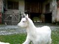 videos de Roiben