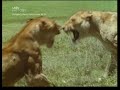 cats;lions;bigg ones cats;lions;bigg ones