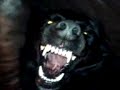 growling dog