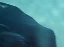 Sting Ray City Sting Ray City