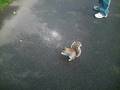 videos de squirells chester