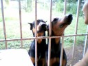 My dogs