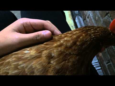 how to fertilize a chicken egg without a rooster