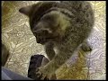 purex kittens part 01