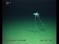 「三脚魚」の異名を取る3本足で立っちゃう深海魚「イトヒキイワシ（Tripod fish）」の生態のサムネイル