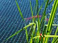 Pond Fish Pond Fish