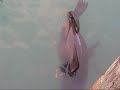Seal Poop