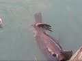 Seal Poop
