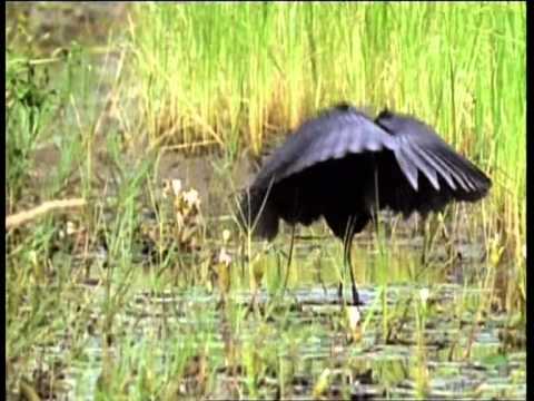Nightime Daytime..... Bedtime. Walk On The Wild Side - Episode Four - BBC One