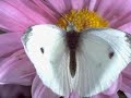 Mis blancas mariposas