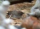Rufous-crowned Sparrow Rufous-crowned Sparrow
