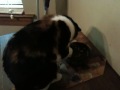 Stella Cat Eats With Her Paws