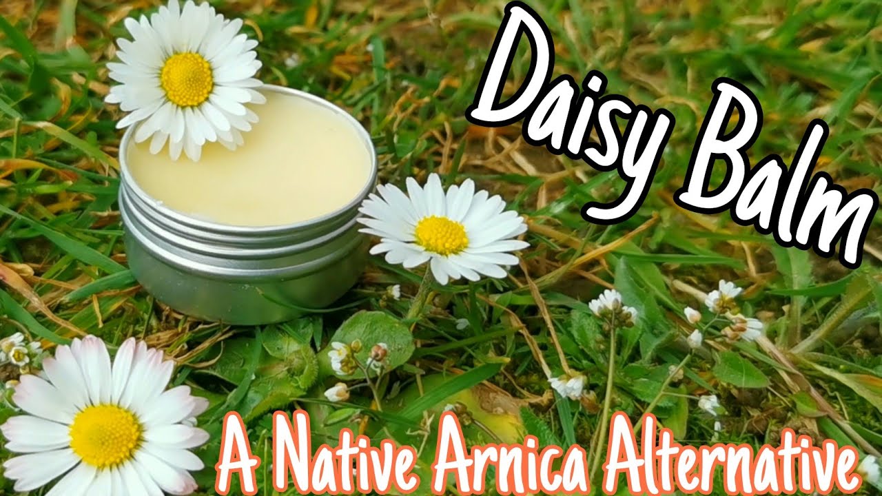 The Benefits of Daisies for Health and Cuisine