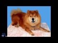 How to fit & use choke chains in dog training