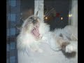 Birman Cat Photo Gallery Birman Cat Photo Gallery