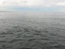 la pesca de sabalo por paco la pesca de sabalo por paco