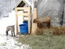 More lambs playing