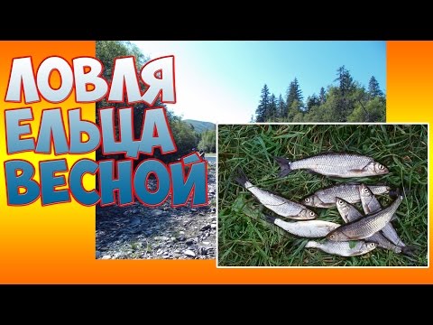 Ловля ельца весной Ловля ельца весной