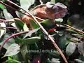 my chameleon terrarium my chameleon terrarium