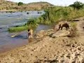 CANIL FILAS DE FAZENDA - FILA BRASILEIRO