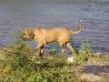 CANIL FILAS DE FAZENDA - FILA BRASILEIRO