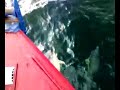 Island Lass Dolphins Turus Mara Island Lass Dolphins Turus Mara
