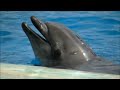 イルカ