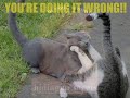 funny cats! go go go!!!!