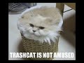 kitten-and-his-box.html