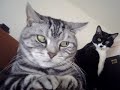 funny cats! go go go!!!!