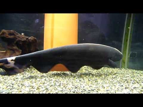 how to care knife fish