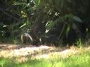 (Grey)Baby Foxes