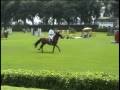 videos de FERNANDO LUZ Z.